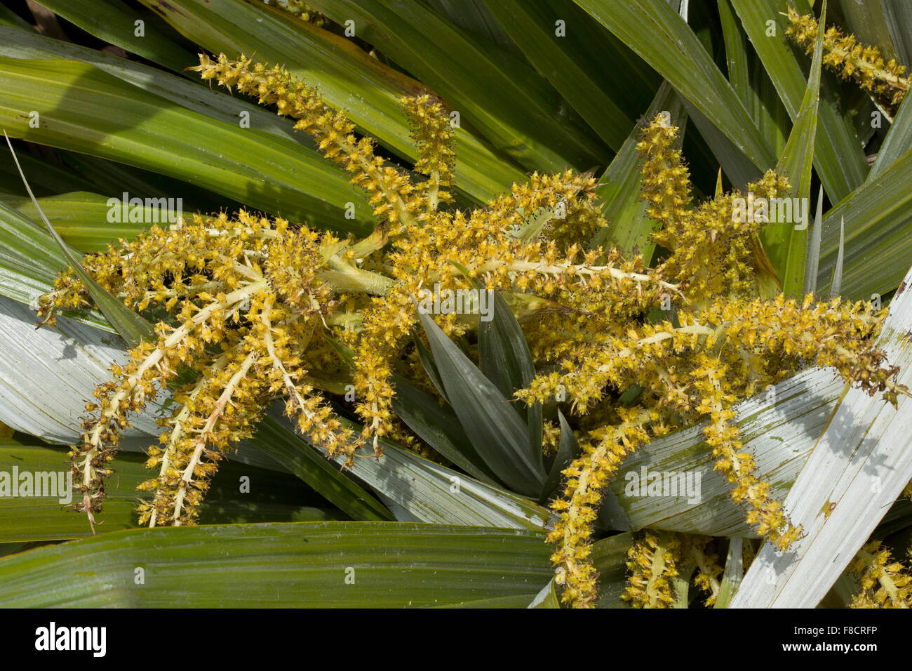 Mountain astelia, Astelia nervosa in flower; New Zealand. Stock Photo