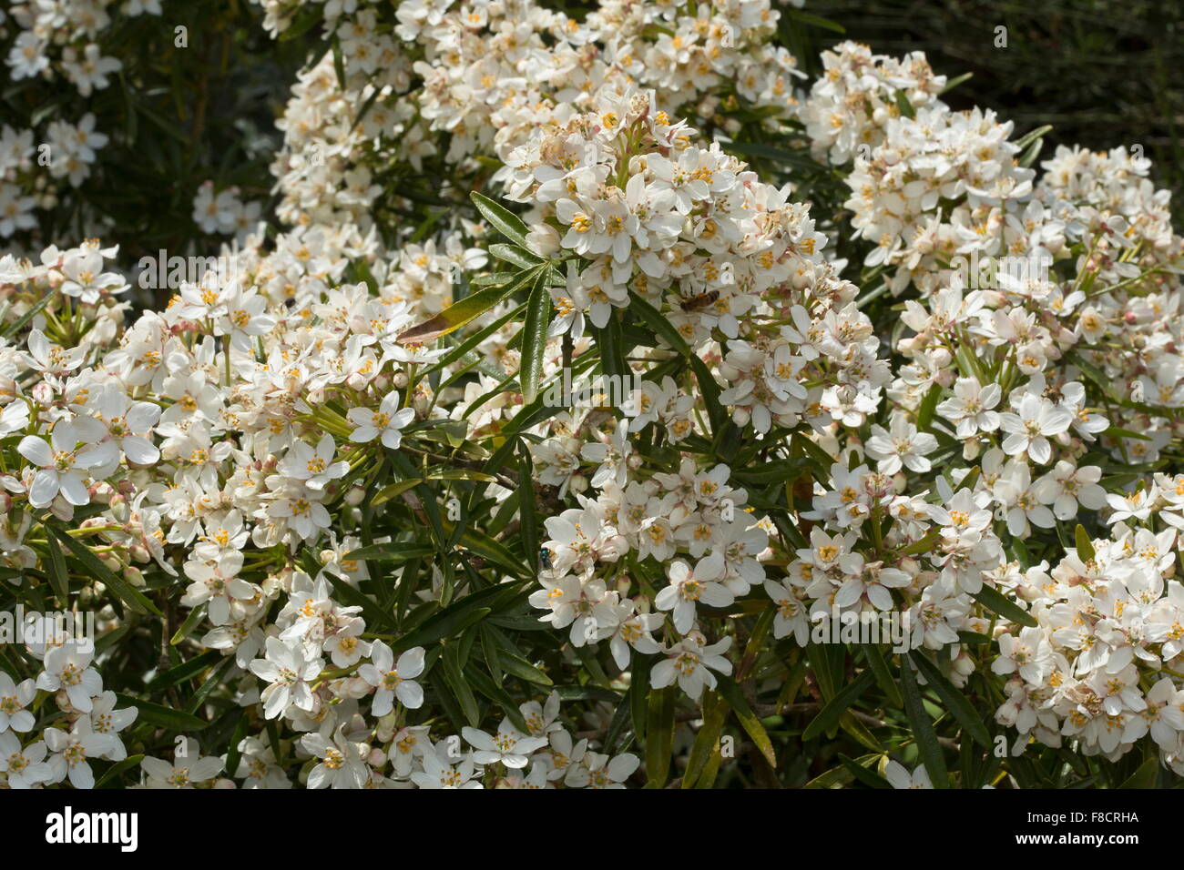 Life Between The Flowers