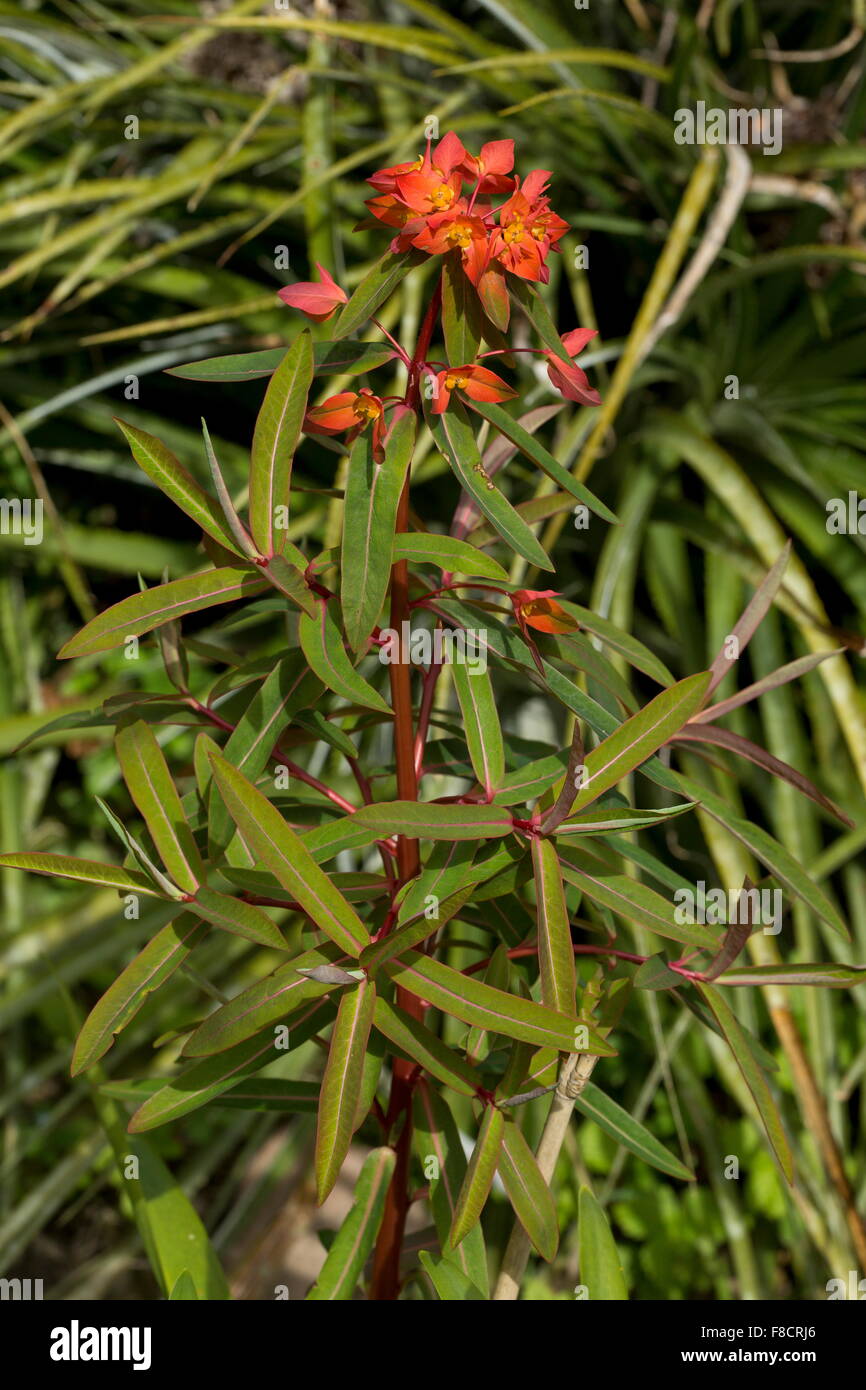 Eastern himalayas flora hi-res stock photography and images - Alamy