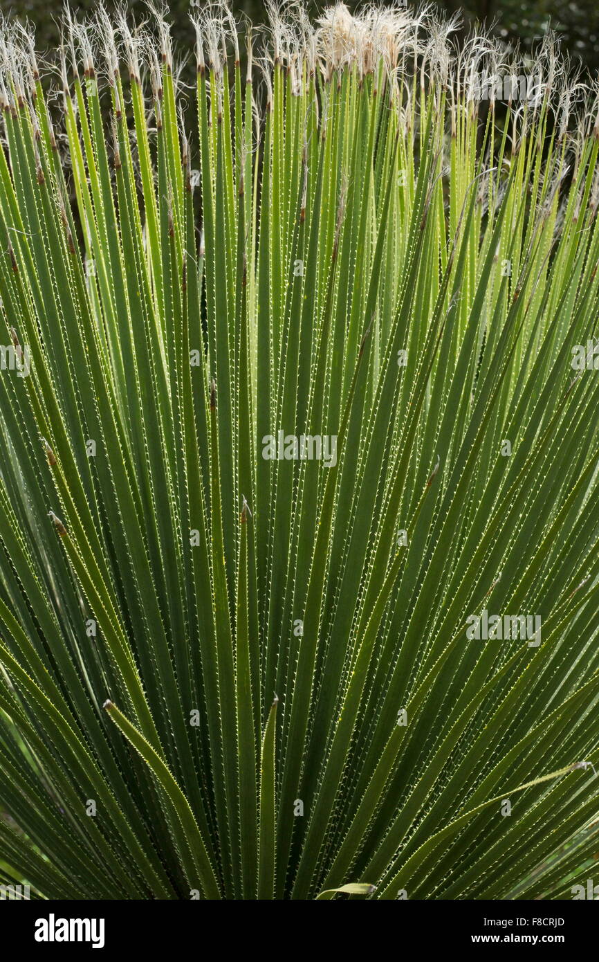 Young rosette of Ponytail Palm (not a true palm) , Beaucarnea stricta, Agaveaceae, Agave family Stock Photo