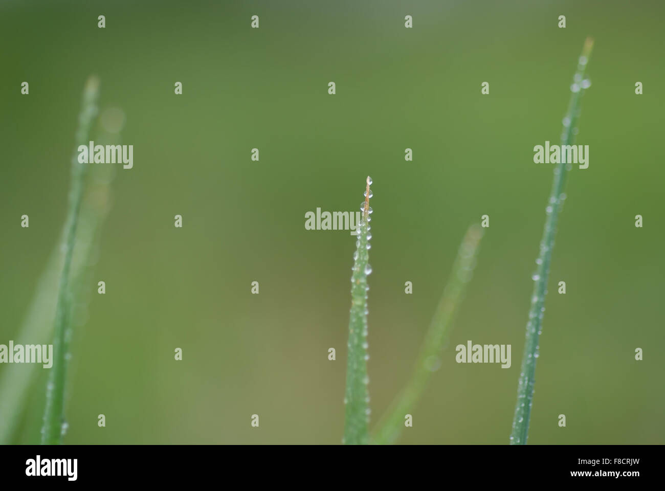 green grass background macro with rain drop Stock Photo - Alamy