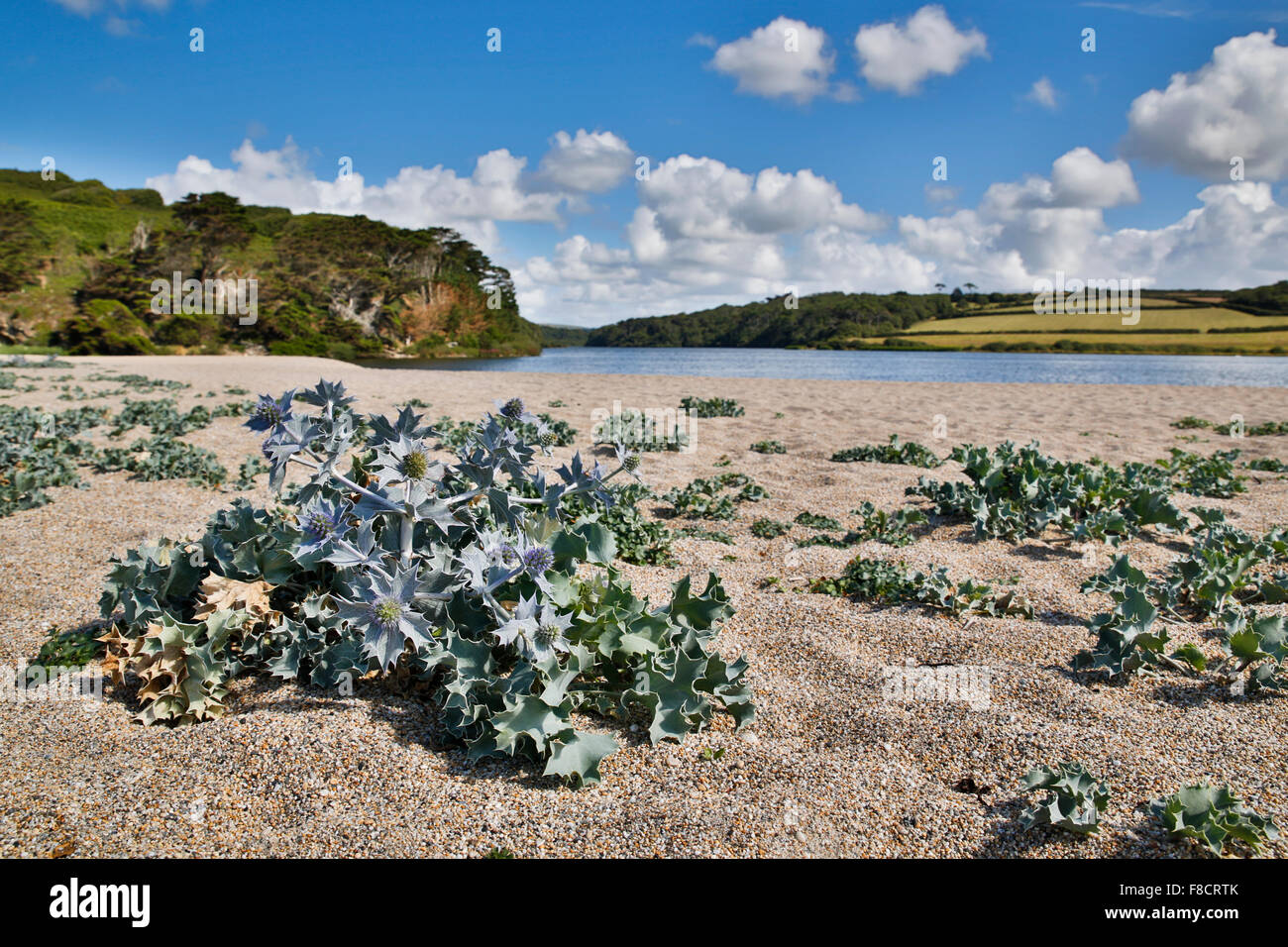 Sea Holly; Eryngium maritimum; Loe Bar; Cornwall; UK Stock Photo
