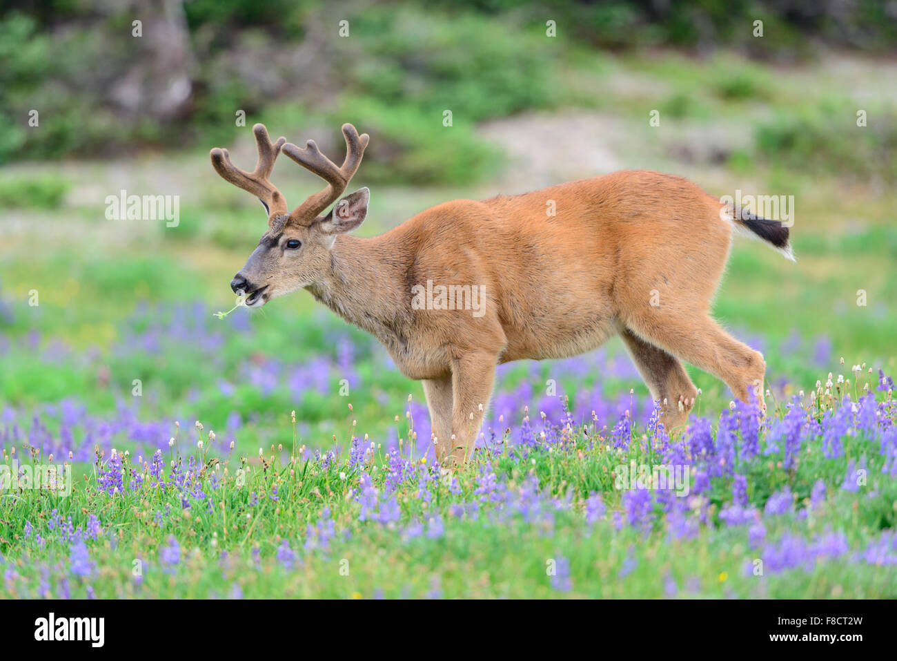 Black-tailed deer buck (Odocoileus hemionus columbianus) in a field of wildflowers, Pacific Northwest Stock Photo
