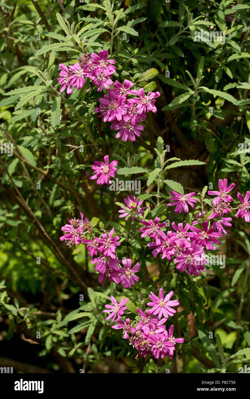 Olearia phlogopappa 'combers pink' , a garden variety of Dusty Daisy-bush Stock Photo