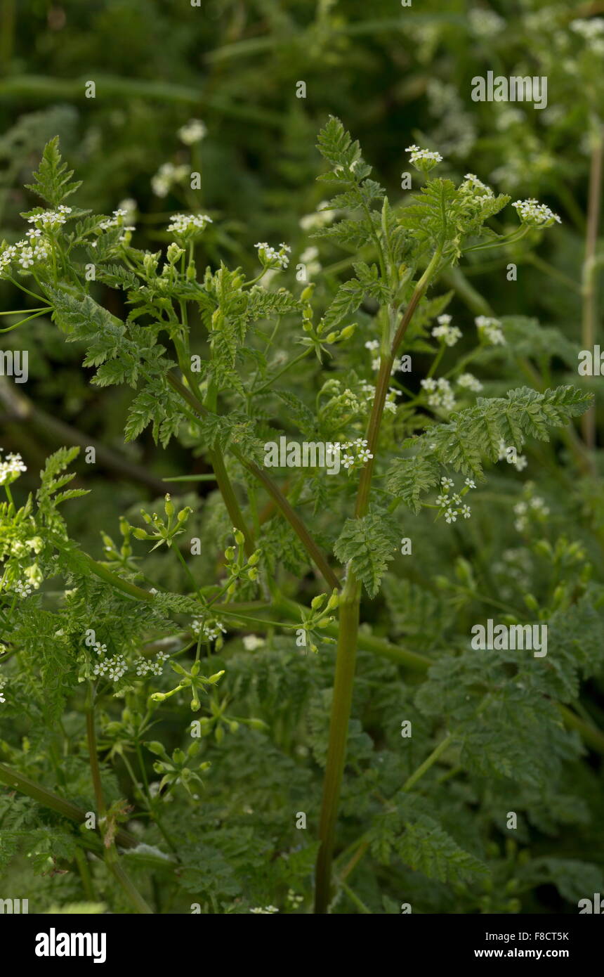 Bur-chervil, Anthriscus caucalis, in flower and fruit, on sand-dunes. Stock Photo