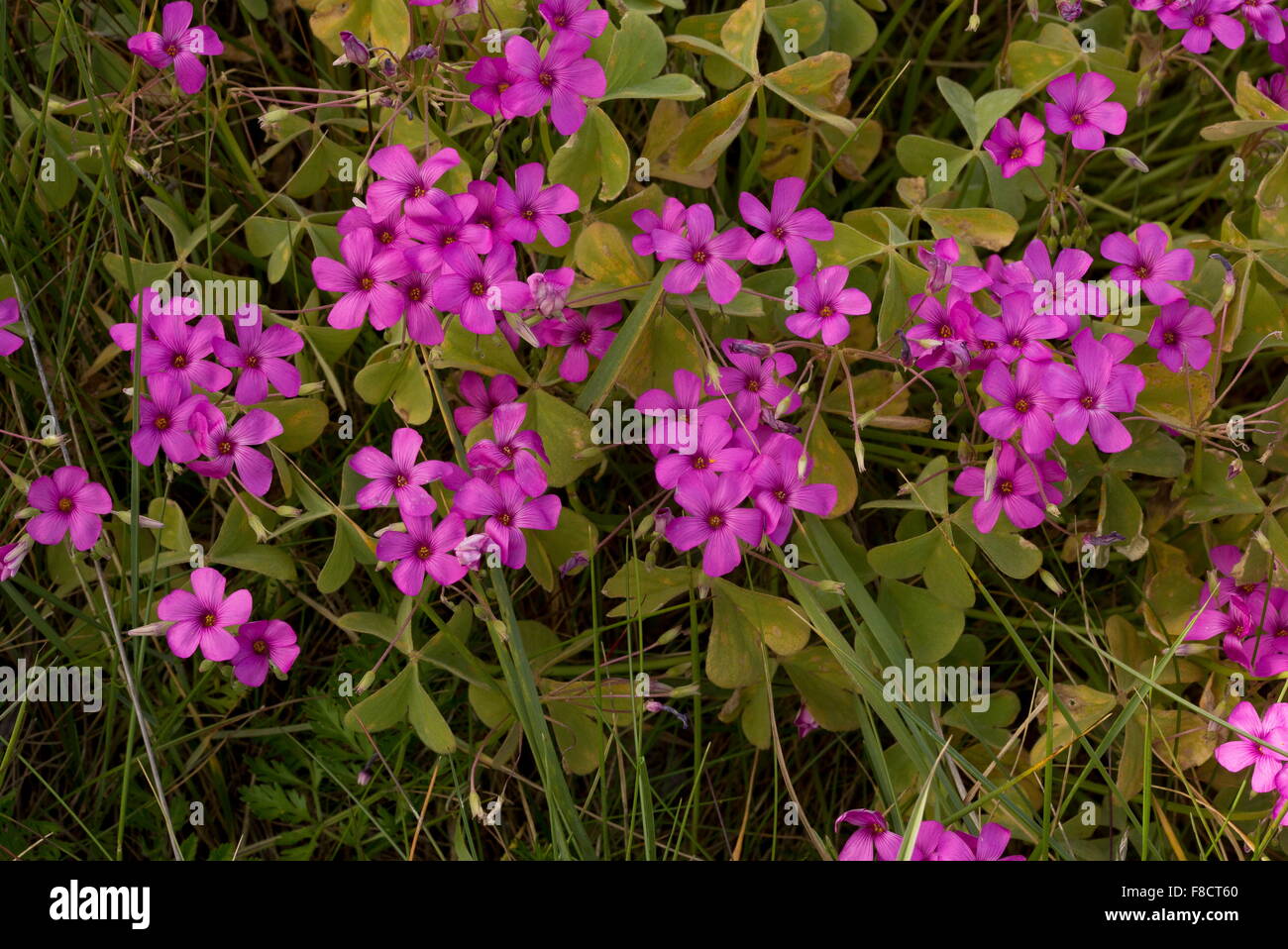 Pink-sorrel, Oxalis articulata, naturalised on sand-dunes, Cherbourg. Stock Photo