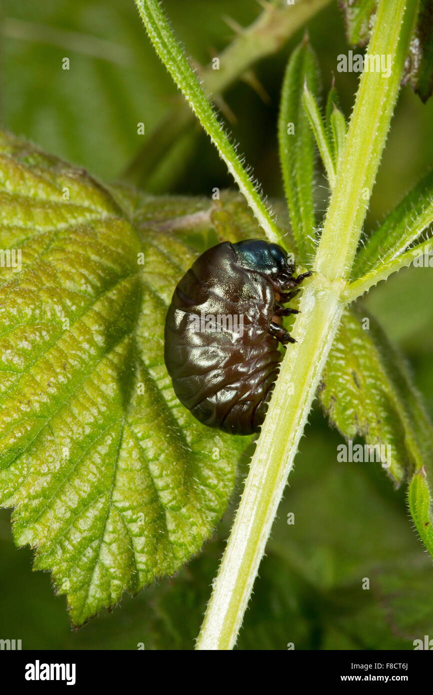 Larva of bloody-nosed beetle, Timarcha tenebricosa, feeding on hedge bedstraw. Coastal Stock Photo