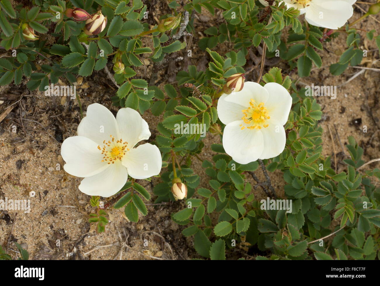 Rosa spinosissima hires stock photography and images Alamy