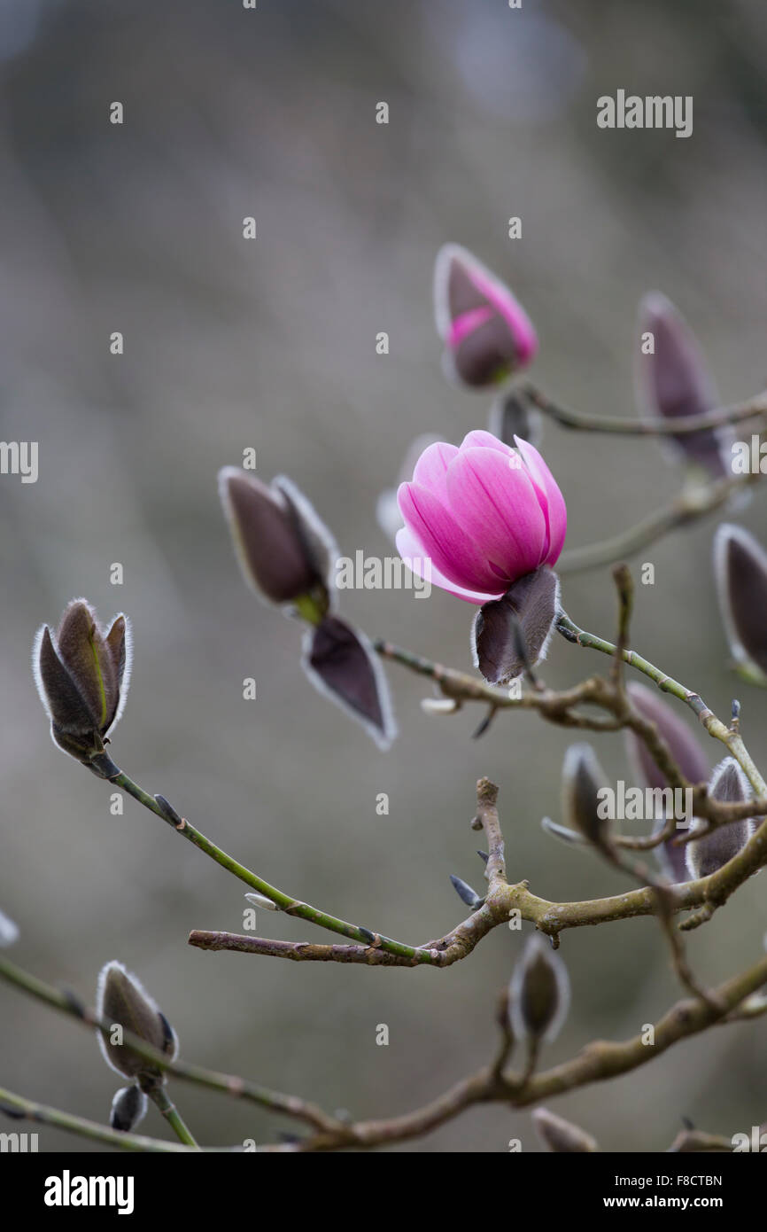 Magnolia in flower hi-res stock photography and images - Alamy