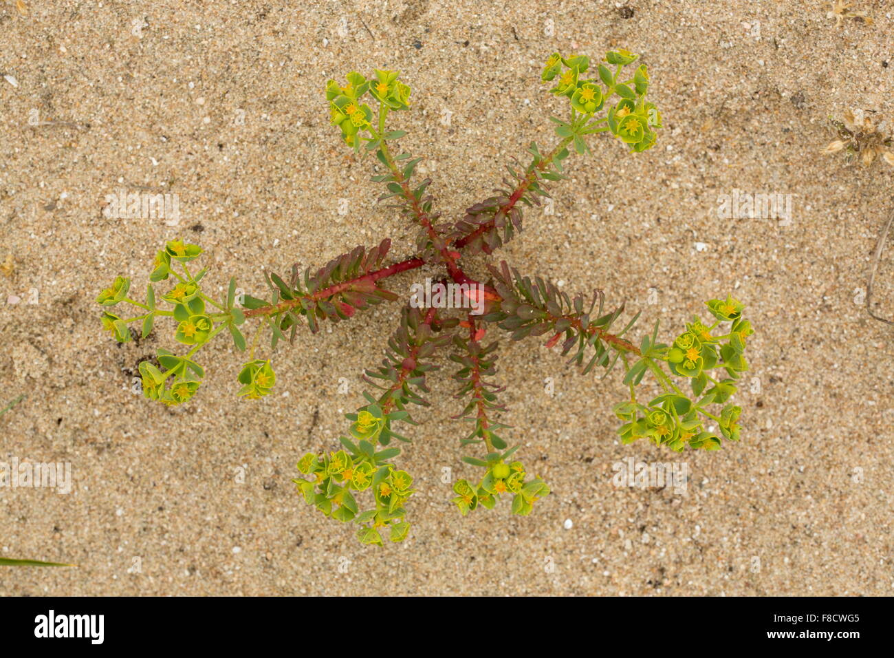 Portland Spurge, Euphorbia portlandica, prostrate on sand-dunes. Stock Photo