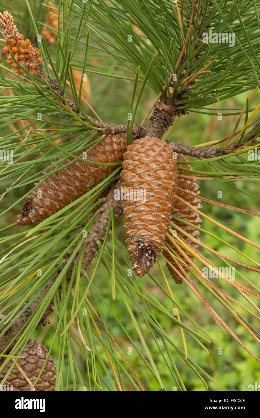Scots Pine, Pinus sylvestris, female cones before opening, and needles. Stock Photo