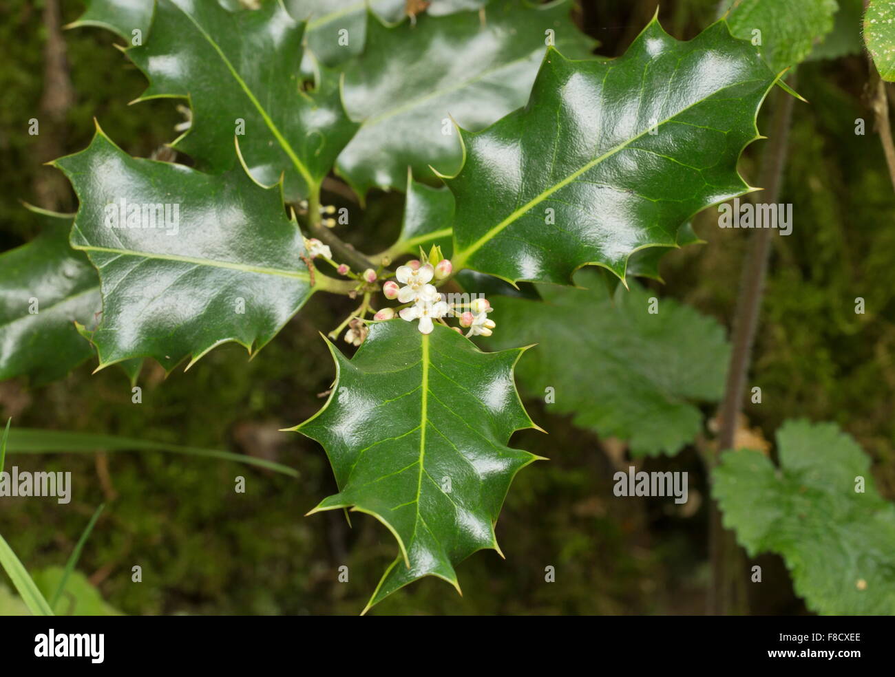 Holly, male flowers with fertile stamens Stock Photo Alamy