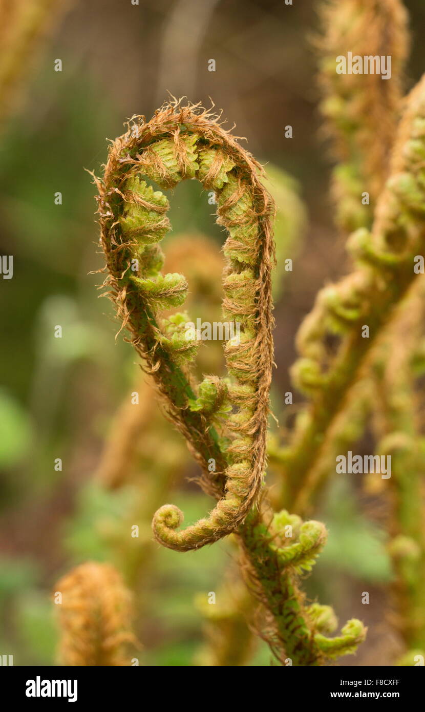 Scaly male fern, Dryopteris affinis ssp. affinis, with fronds showing circinate vernation, (unfurling) in spring. Stock Photo