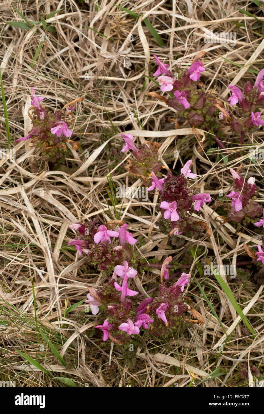 Lousewort, Pedicularis sylvatica, in flower in boggy area in spring. Stock Photo