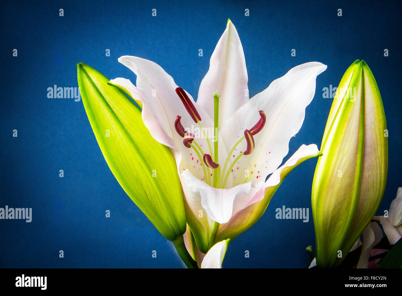 White lilies against a blue background Stock Photo