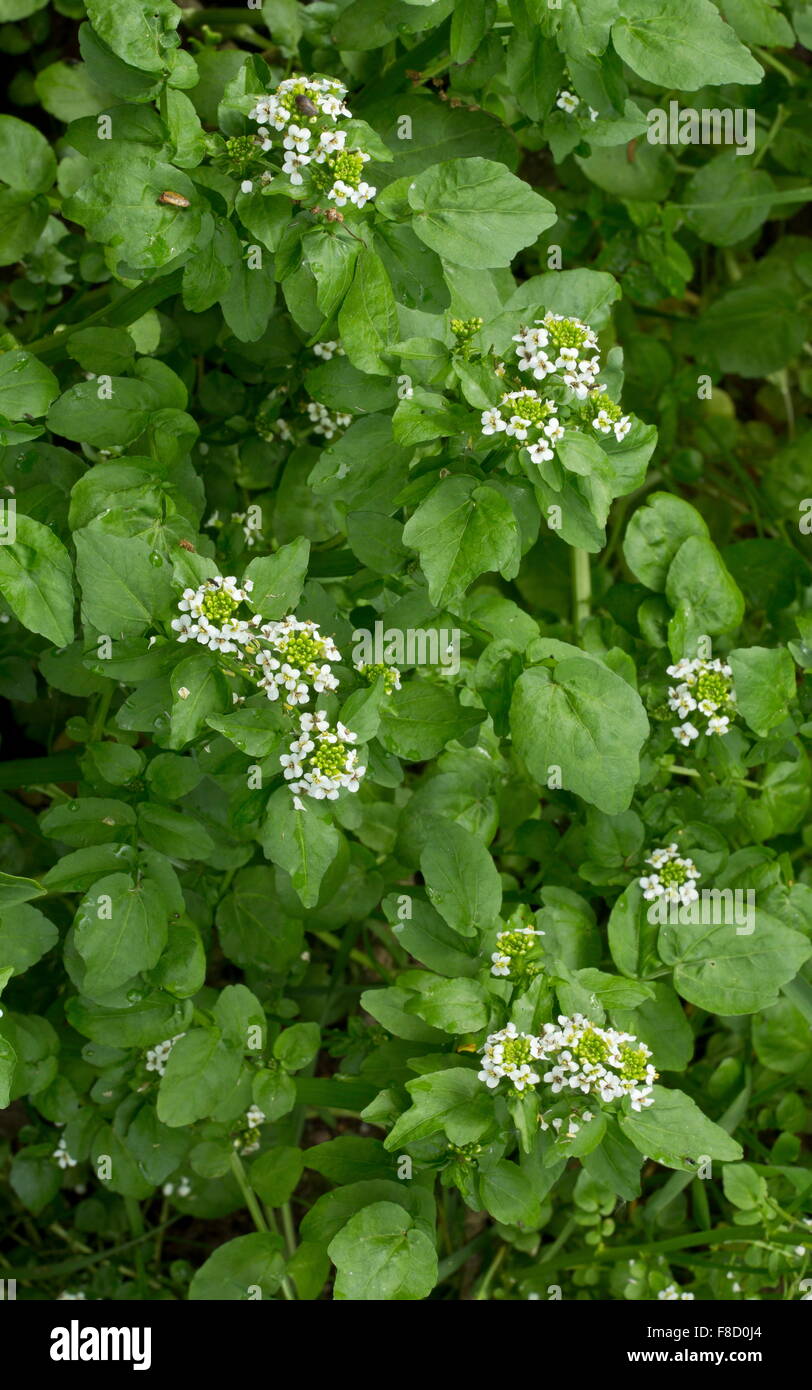 Water-cress, Nasturtium officinale, in flower in a ditch. Stock Photo