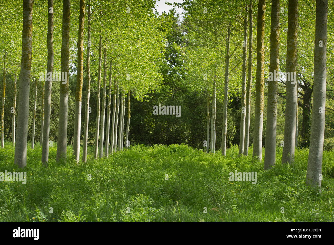 Poplar tree plantation hi-res stock photography and images - Alamy