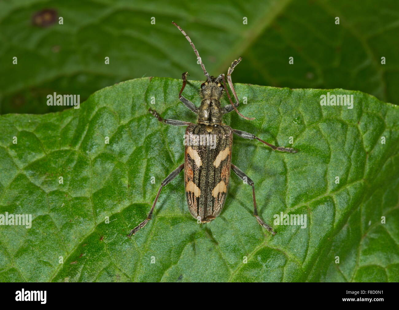 Two-banded longhorn beetle, Rhagium bifasciatum on leaf. Stock Photo