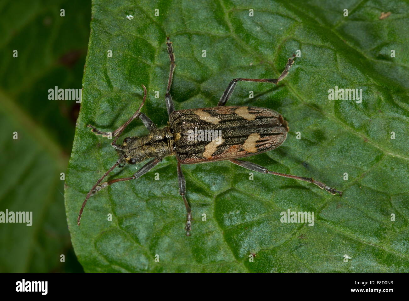 Two-banded longhorn beetle, Rhagium bifasciatum on leaf. Stock Photo
