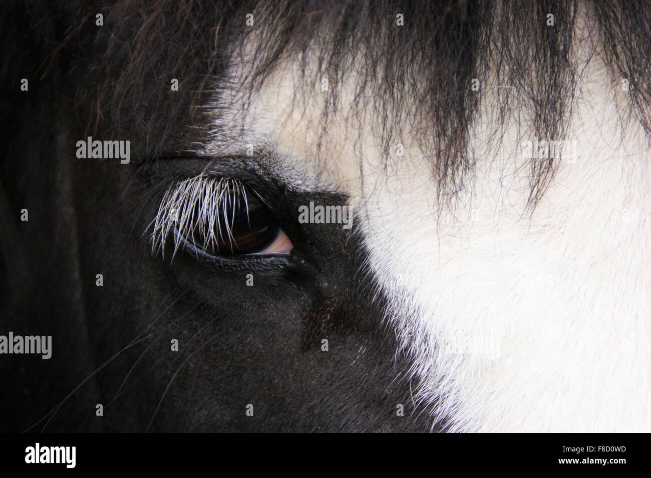Closeup horses face Stock Photo