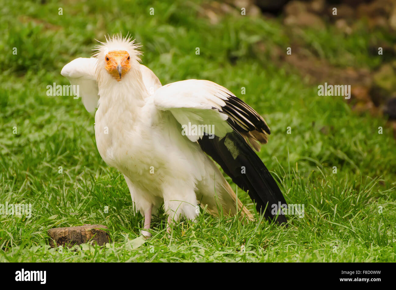 Common vulture, neophron percnopterus Stock Photo