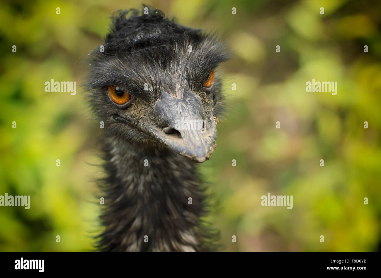 Portrait of Emu ostrich Stock Photo