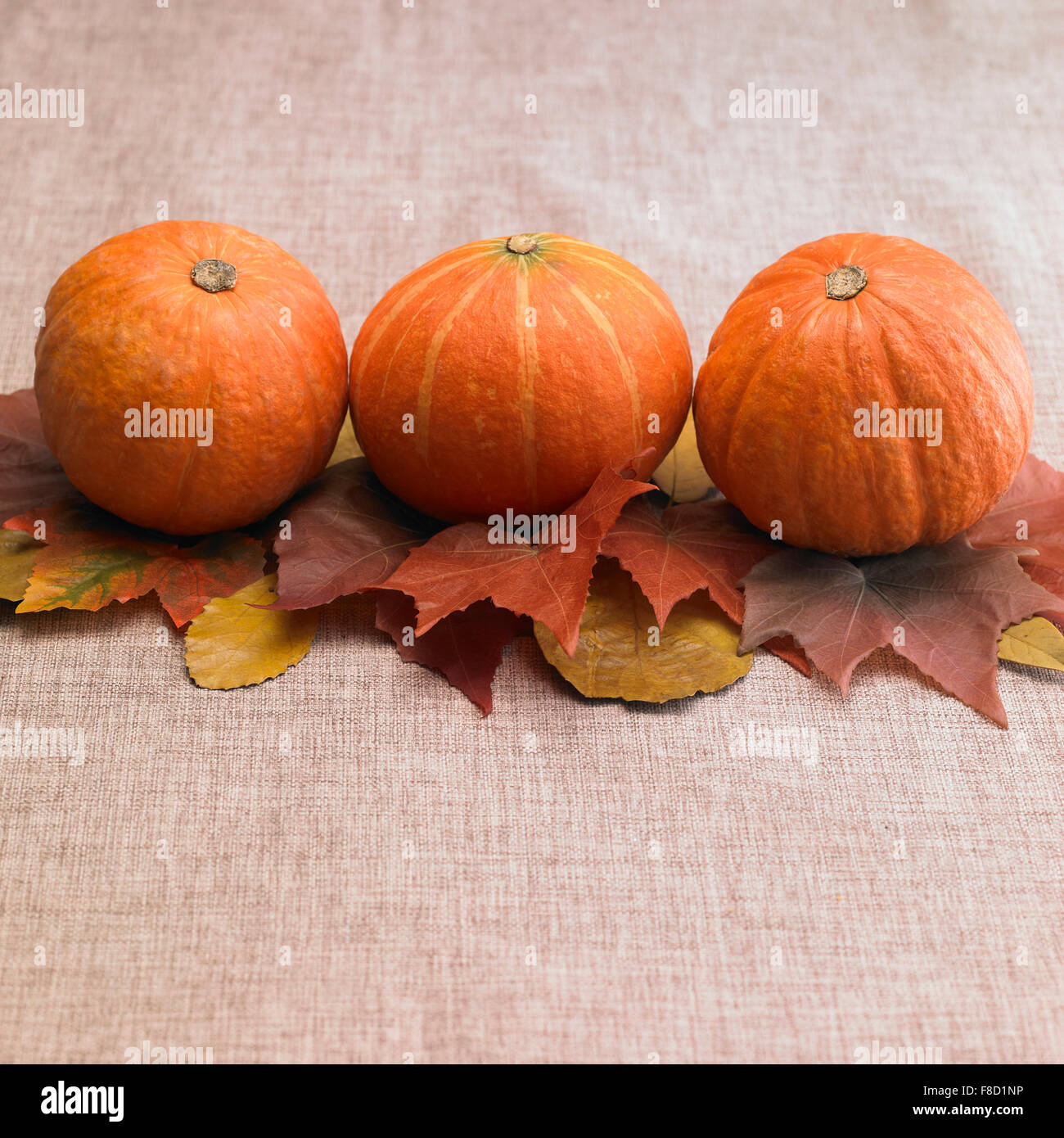 Three maple leaves in hi-res stock photography and images - Alamy