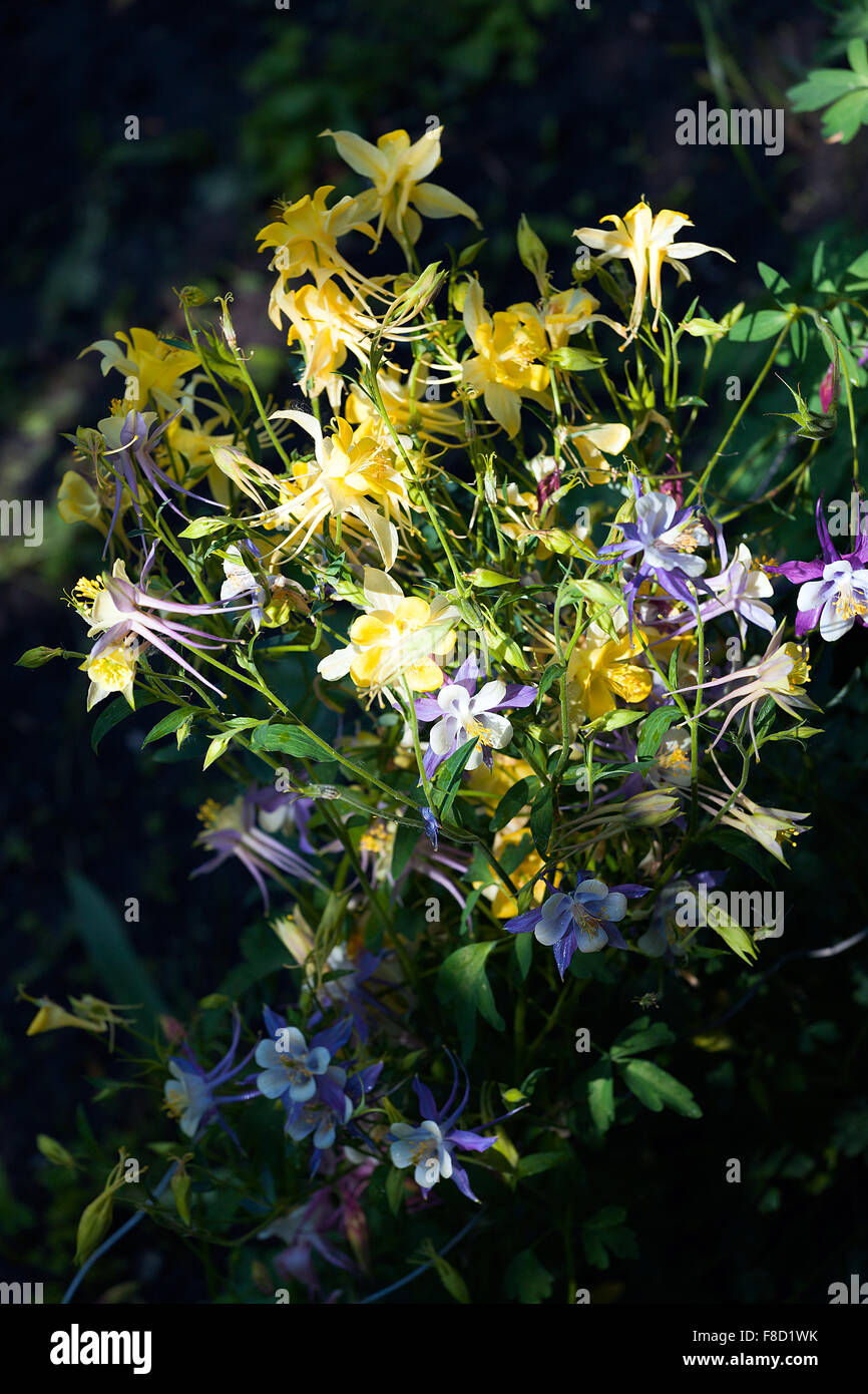 Tiger lilies in garden with dewdrops. Lilium lancifolium. Yellow orange lily flower Stock Photo