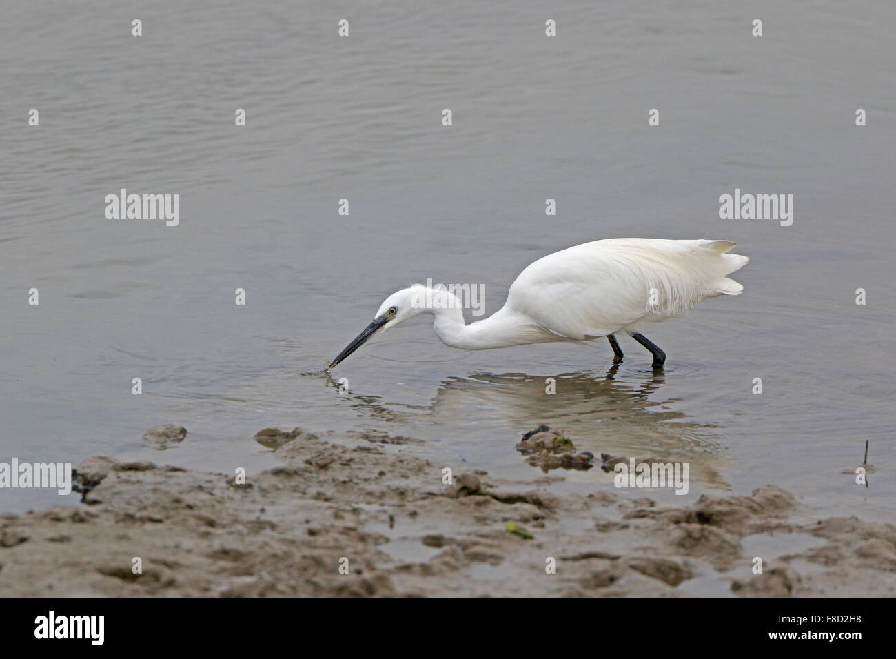 Little Egret in winter plumage feeding in a shallow channel in Portugal Stock Photo