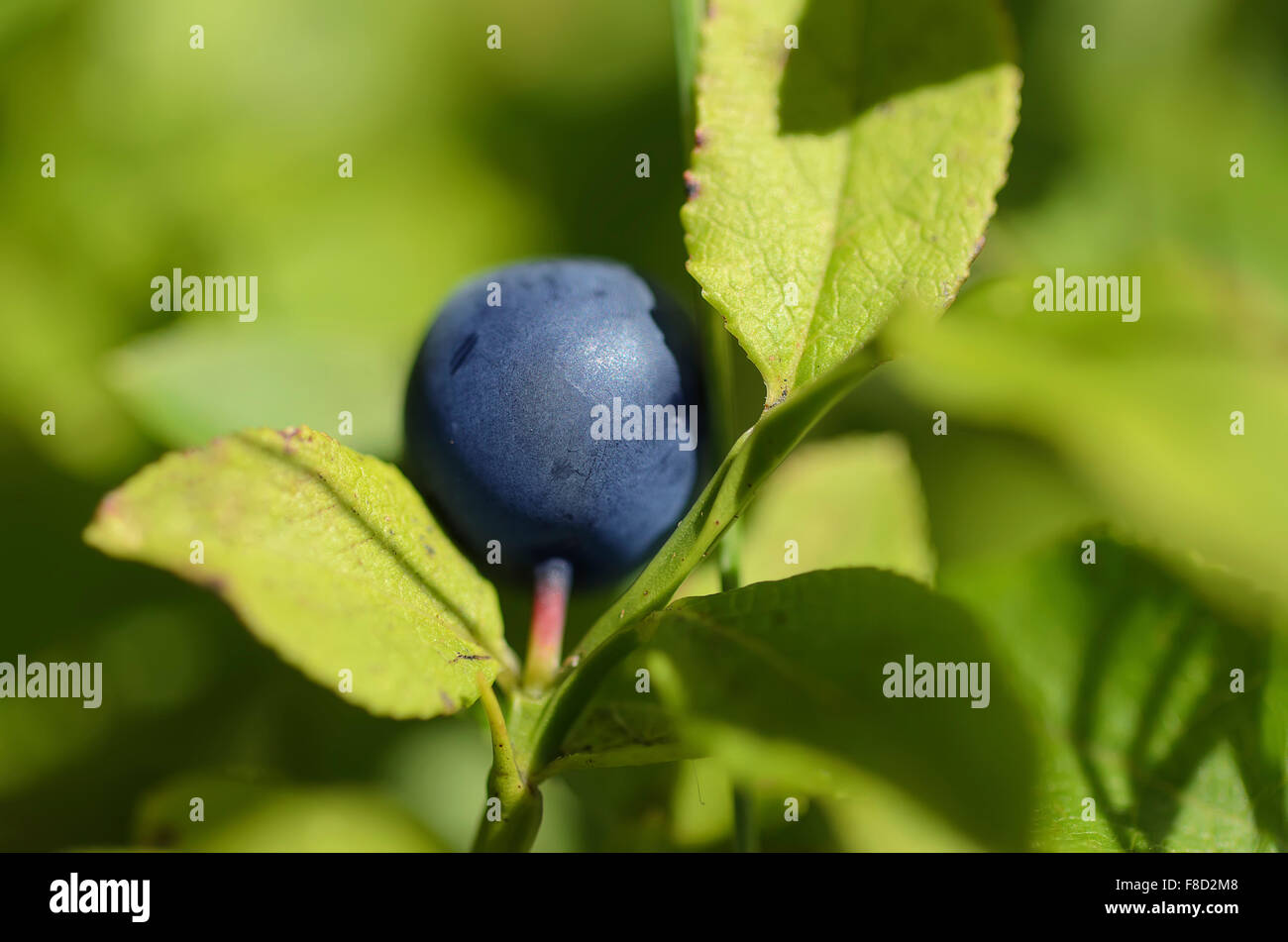 Ripe blueberries in nature Stock Photo - Alamy