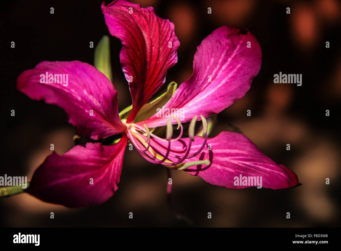 Flower of India Stock Photo