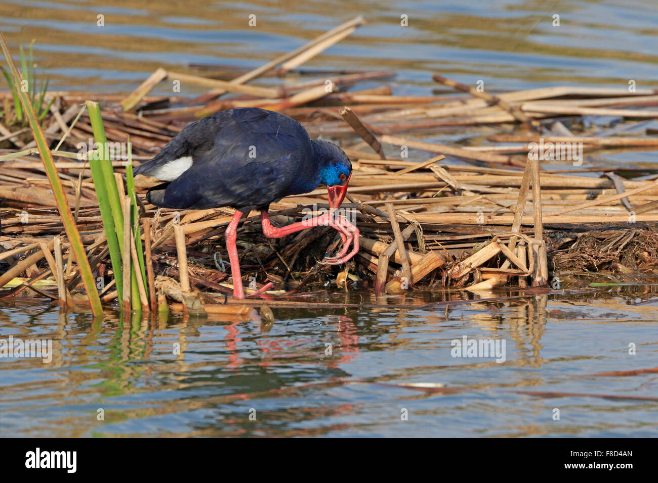 Purple Swamp-hen taking foof from its large foot against a reed bed in Portugal in the winter Stock Photo