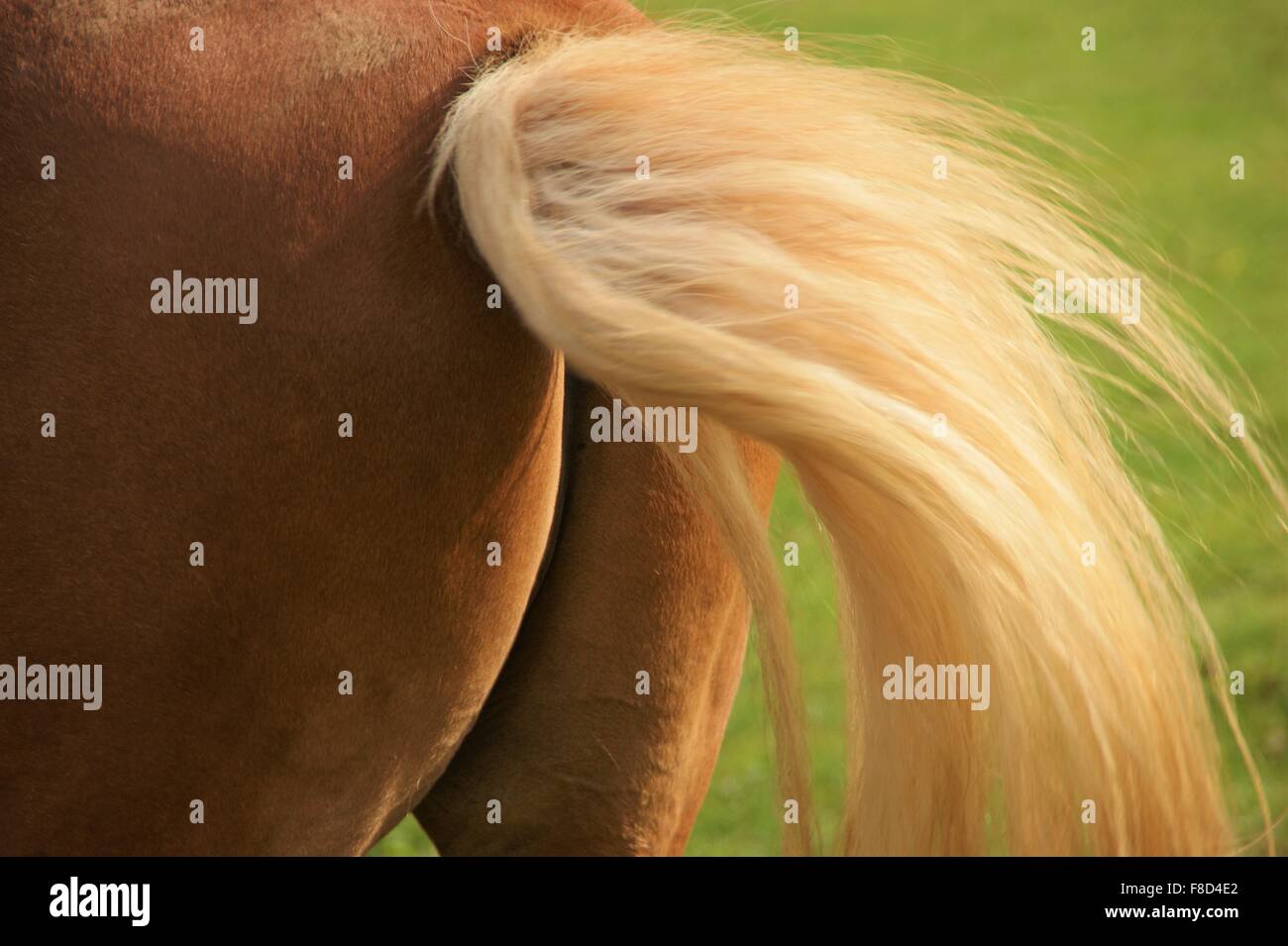 Horses bum and tail ! Stock Photo Alamy