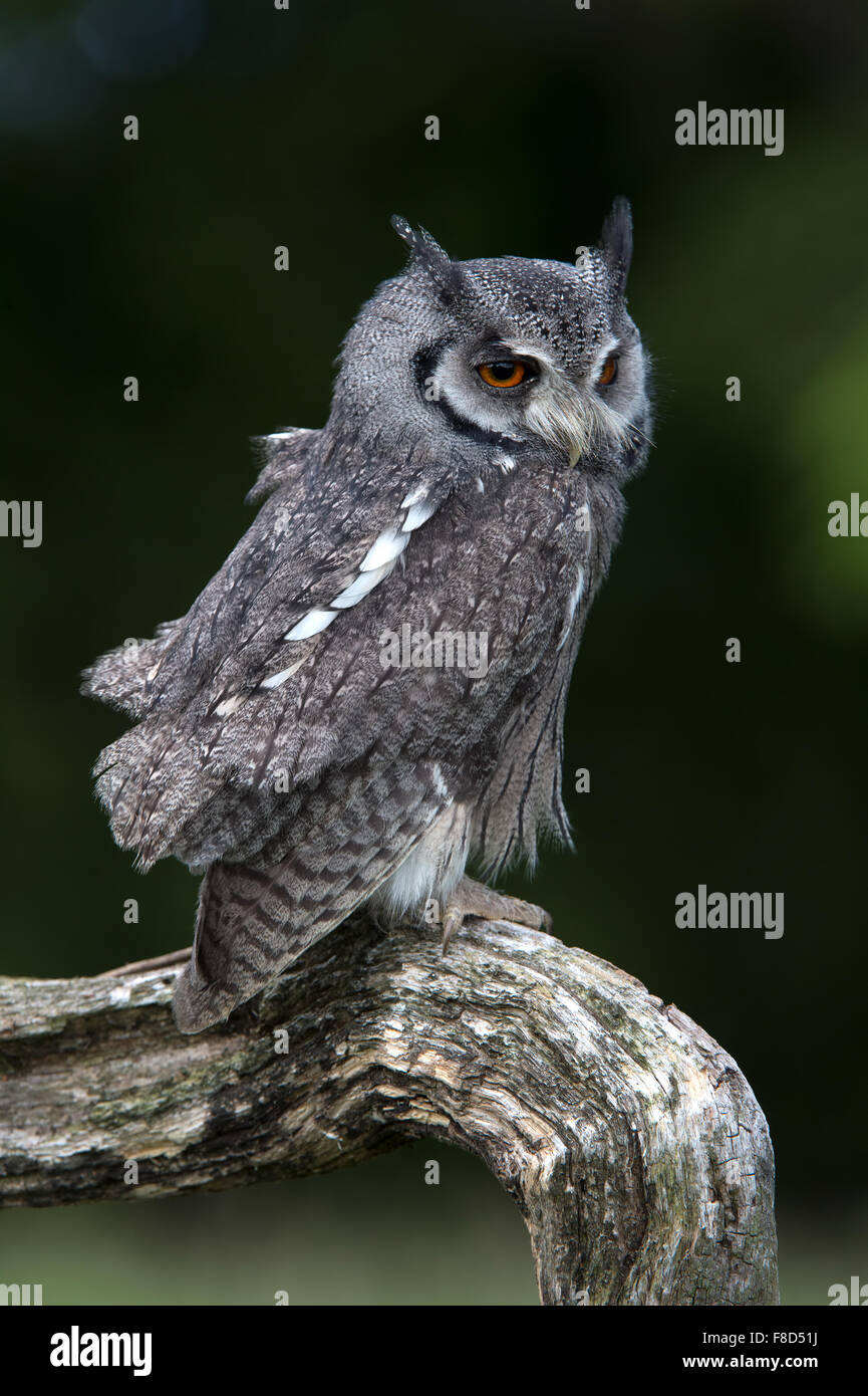 White-Faced Scops Owl (Ptilopsis Leucotis) Stock Photo