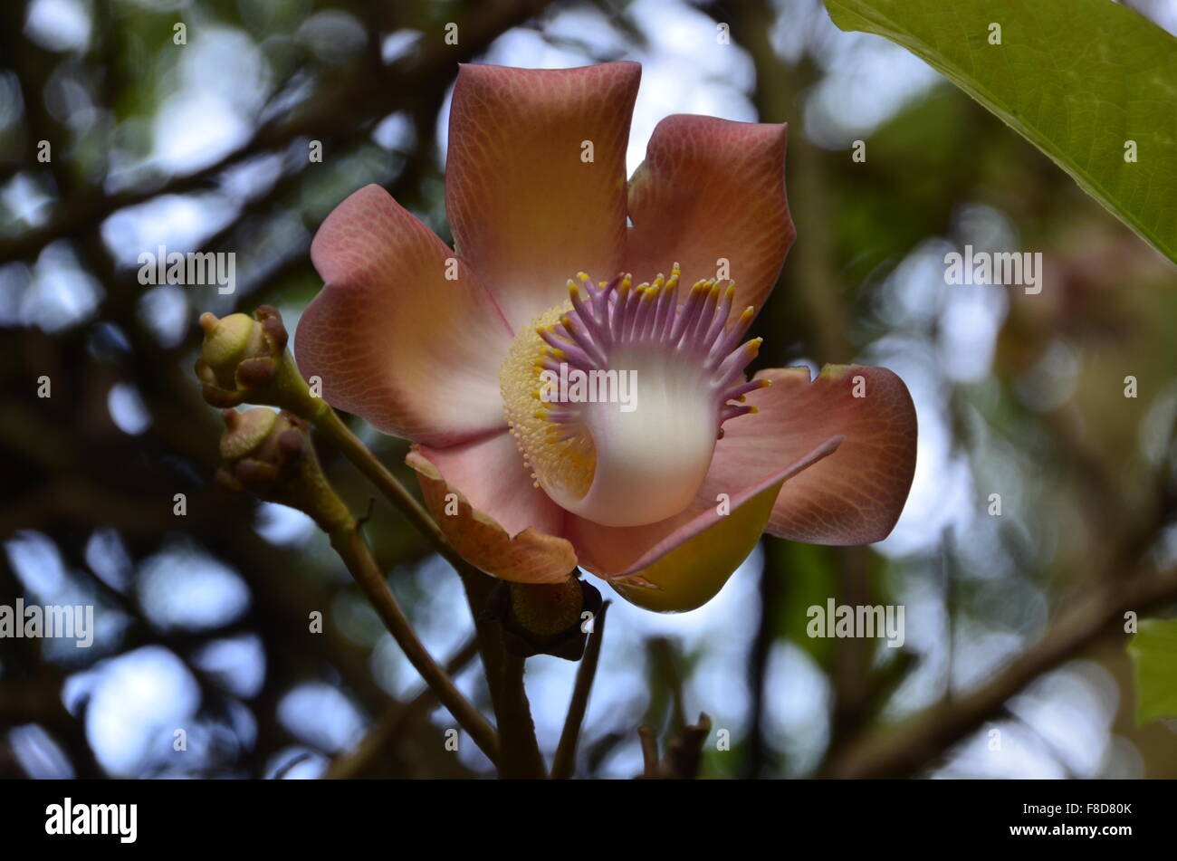 Beautiful flower on tree in the jungle of Sri Lanka. Stock Photo
