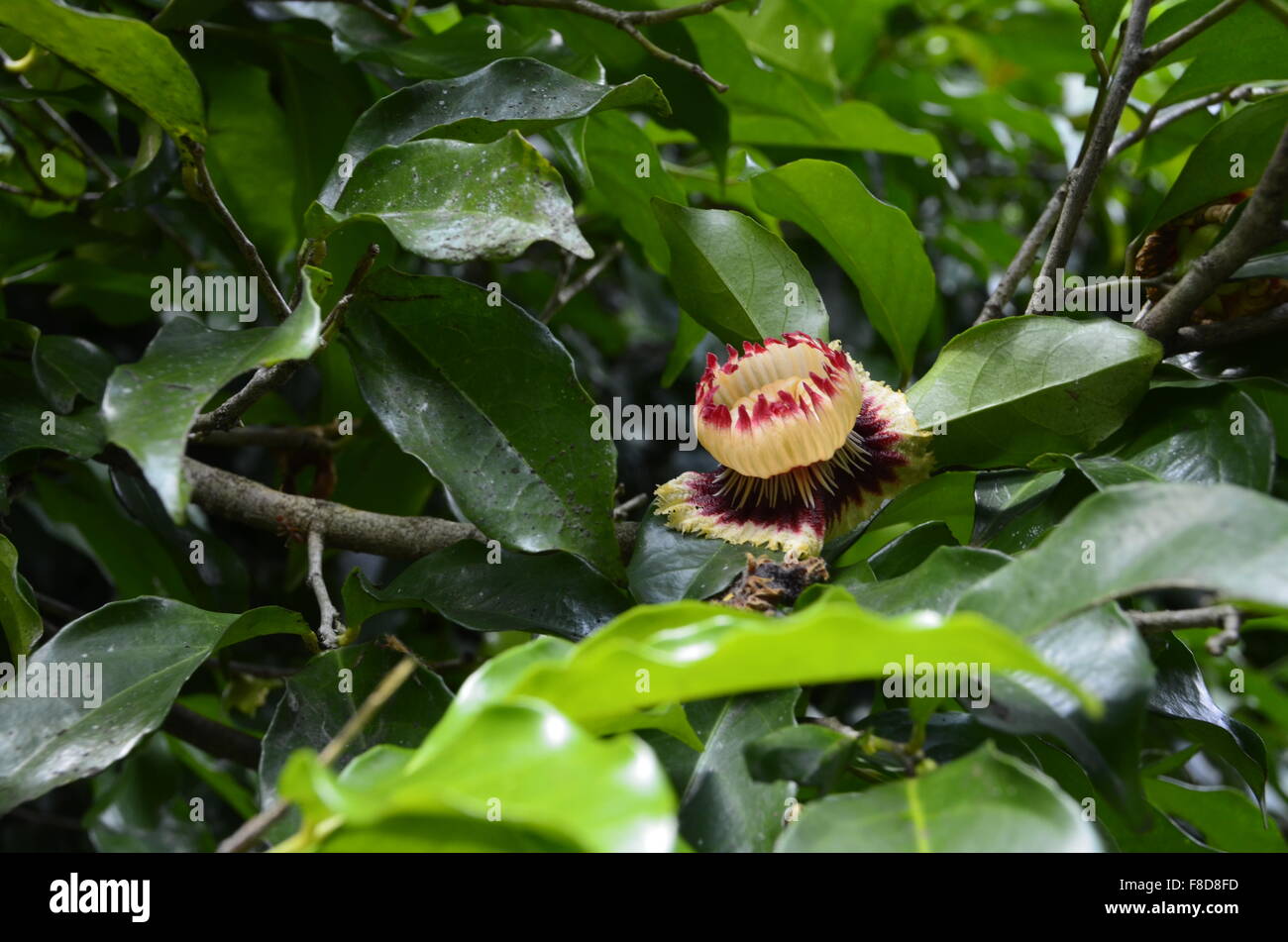 Beautiful flower on tree in the jungle of Sri Lanka. Stock Photo