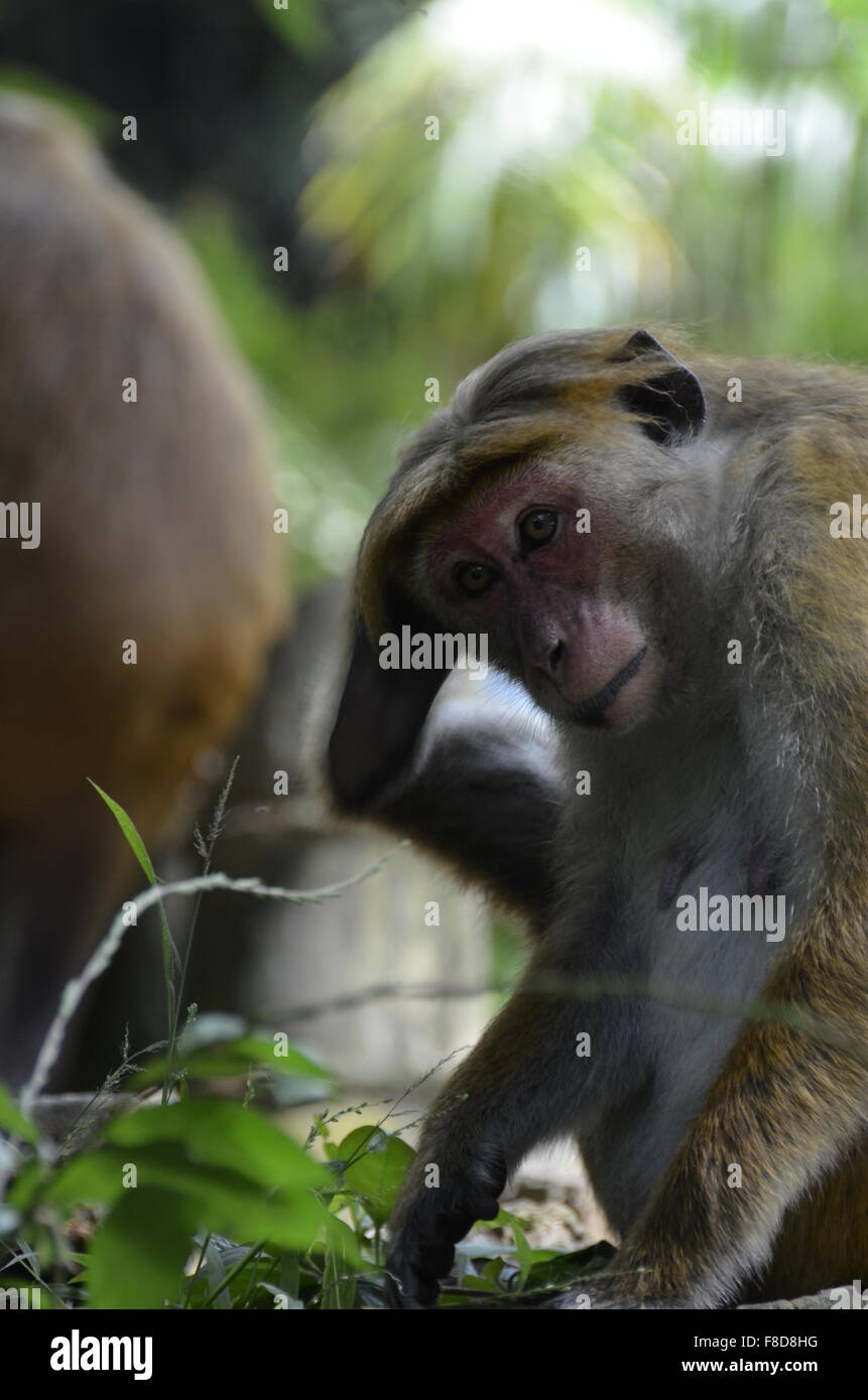Monkey scratching Head. Stock Photo