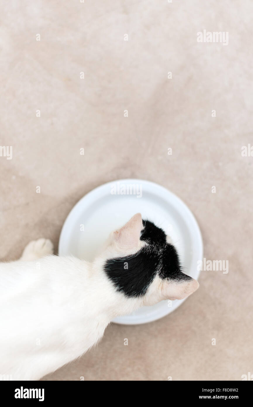 Cat drinking milk from bowl. View from above Stock Photo Alamy