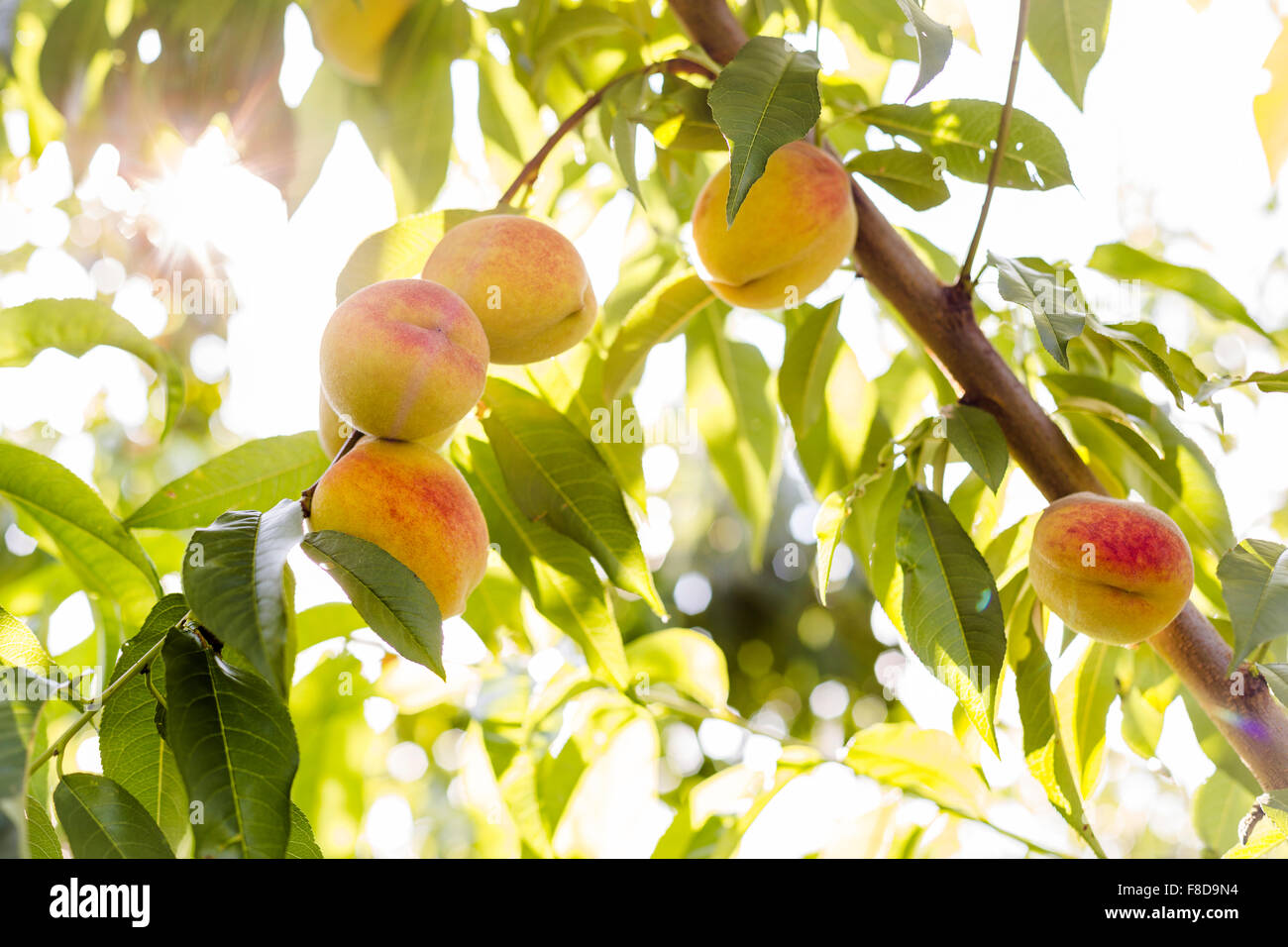 Peach growing on tree hires stock photography and images Alamy