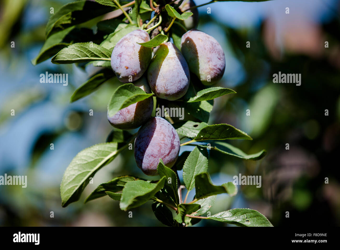 Nearly ripe plums hang from a plumb tree in an orchard. Stock Photo