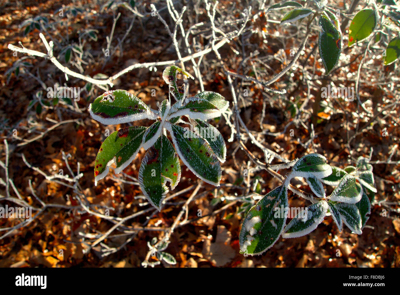 Frost clings to the resilient rhododendron leaf on an early December morning Stock Photo
