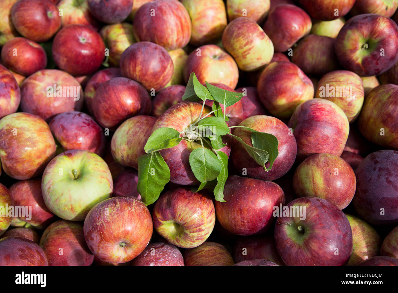 A harvest of apples are collected into a large wooden crate at the orchard. Stock Photo