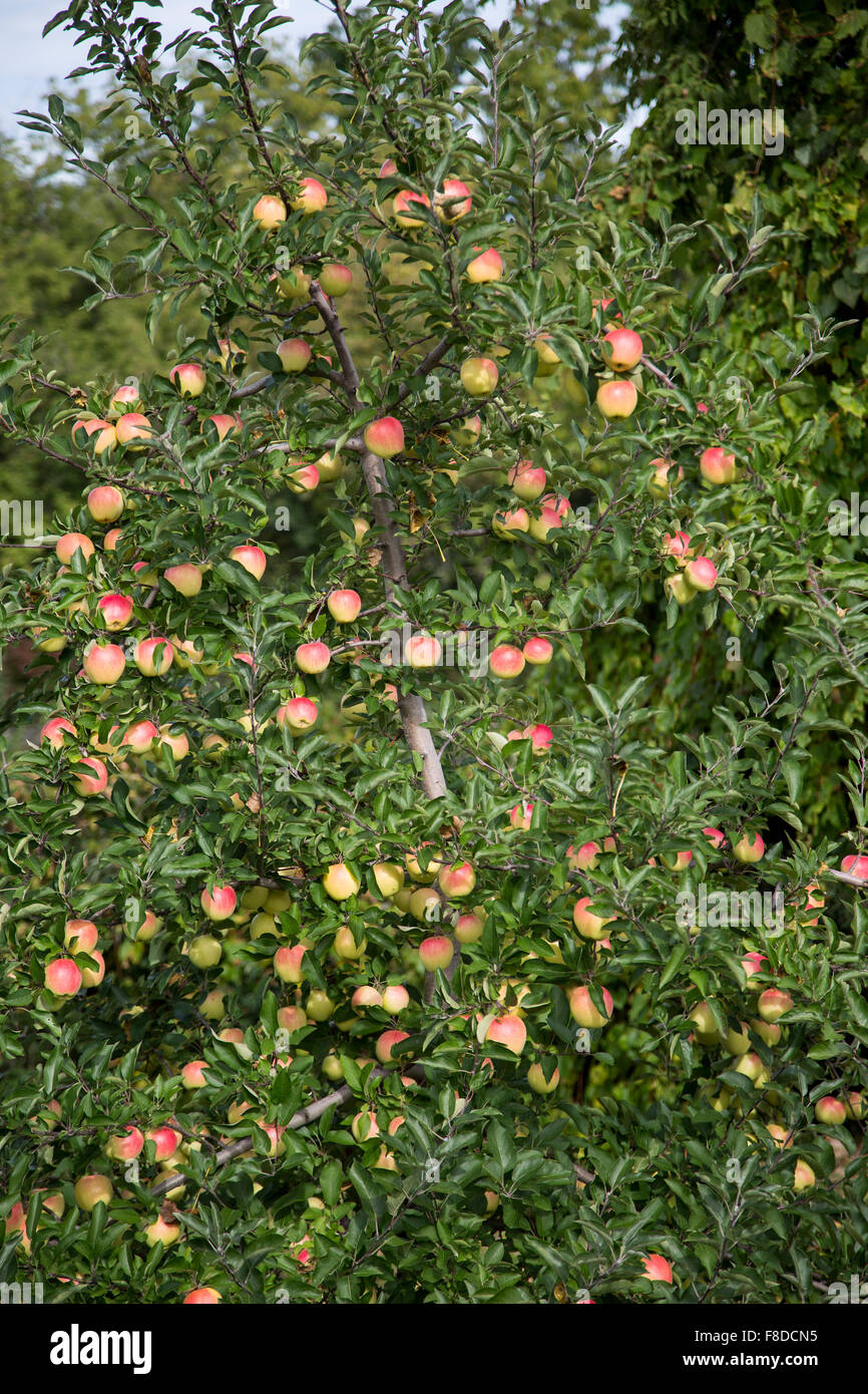 Ripe apples fill the apple trees in an orchard during the harvesting ...