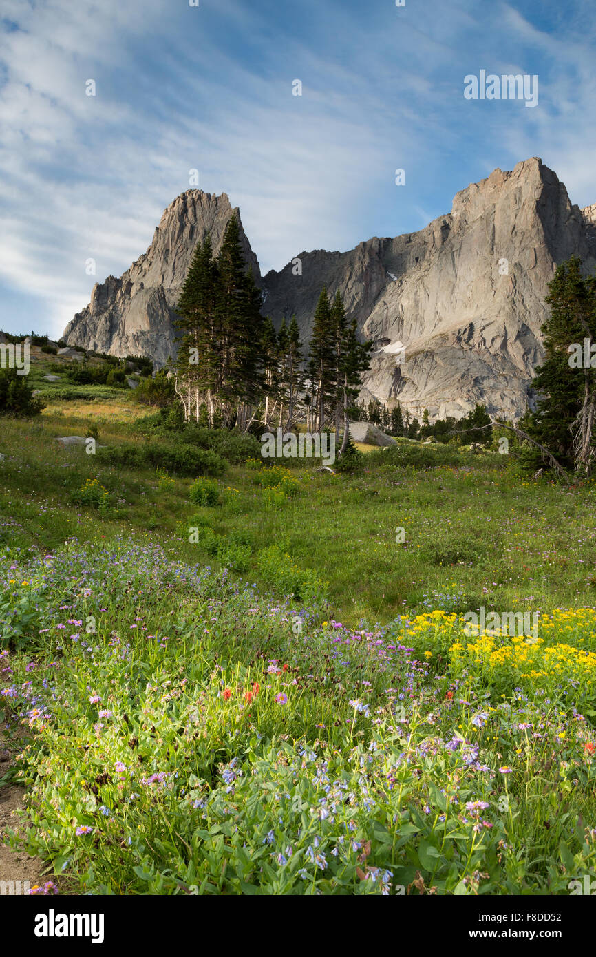 Wildflowers blooming below the Cirque of the Towers, Popo Agie Wilderness, Wyoming Stock Photo