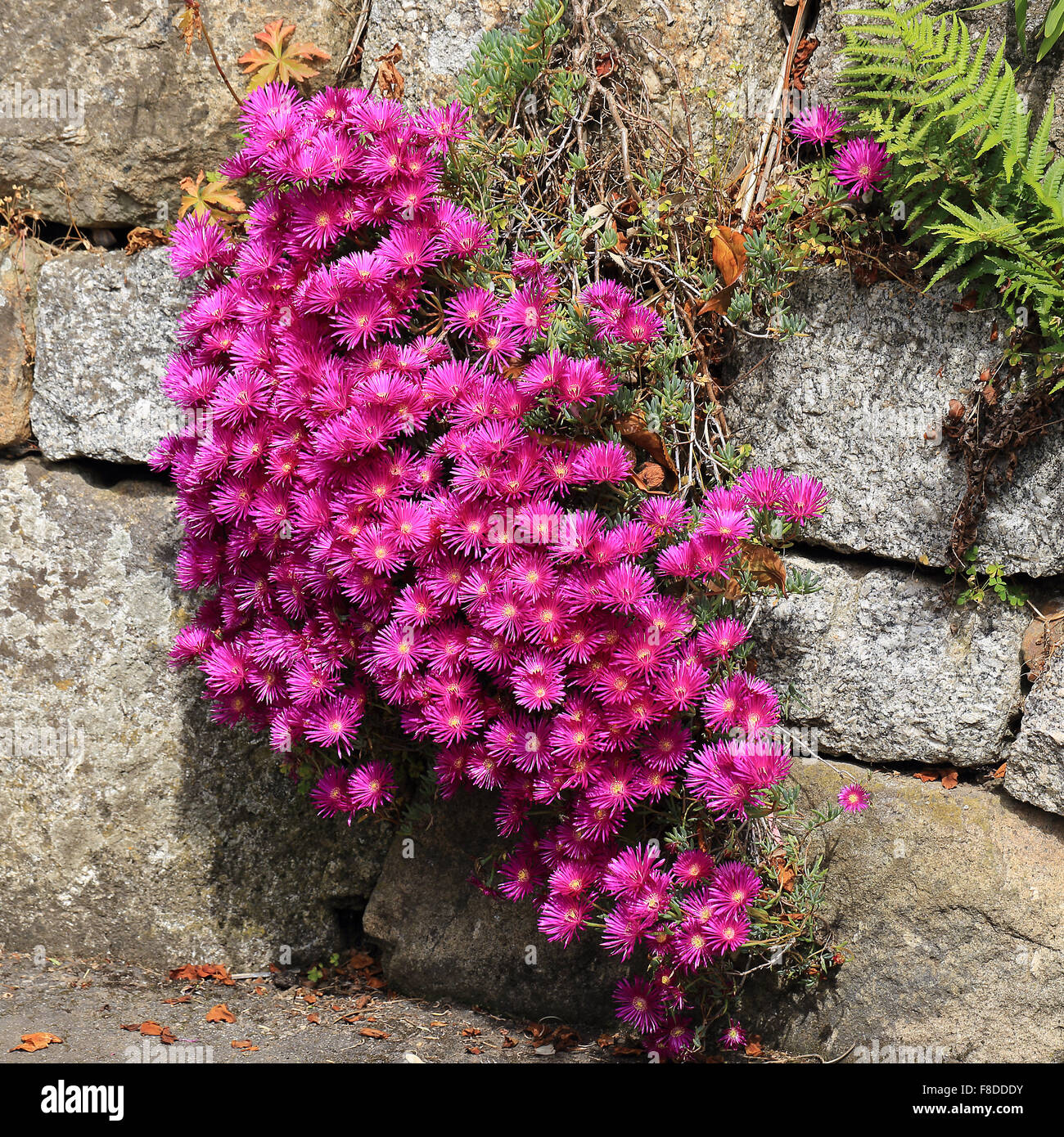 Livingstone Daisy flowers, Morrab Gardens, Penzance, Cornwall, England