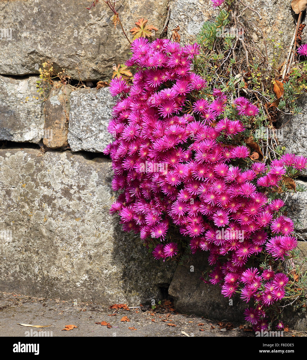 Livingstone Daisy flowers, Morrab Gardens, Penzance, Cornwall, England, UK. Stock Photo