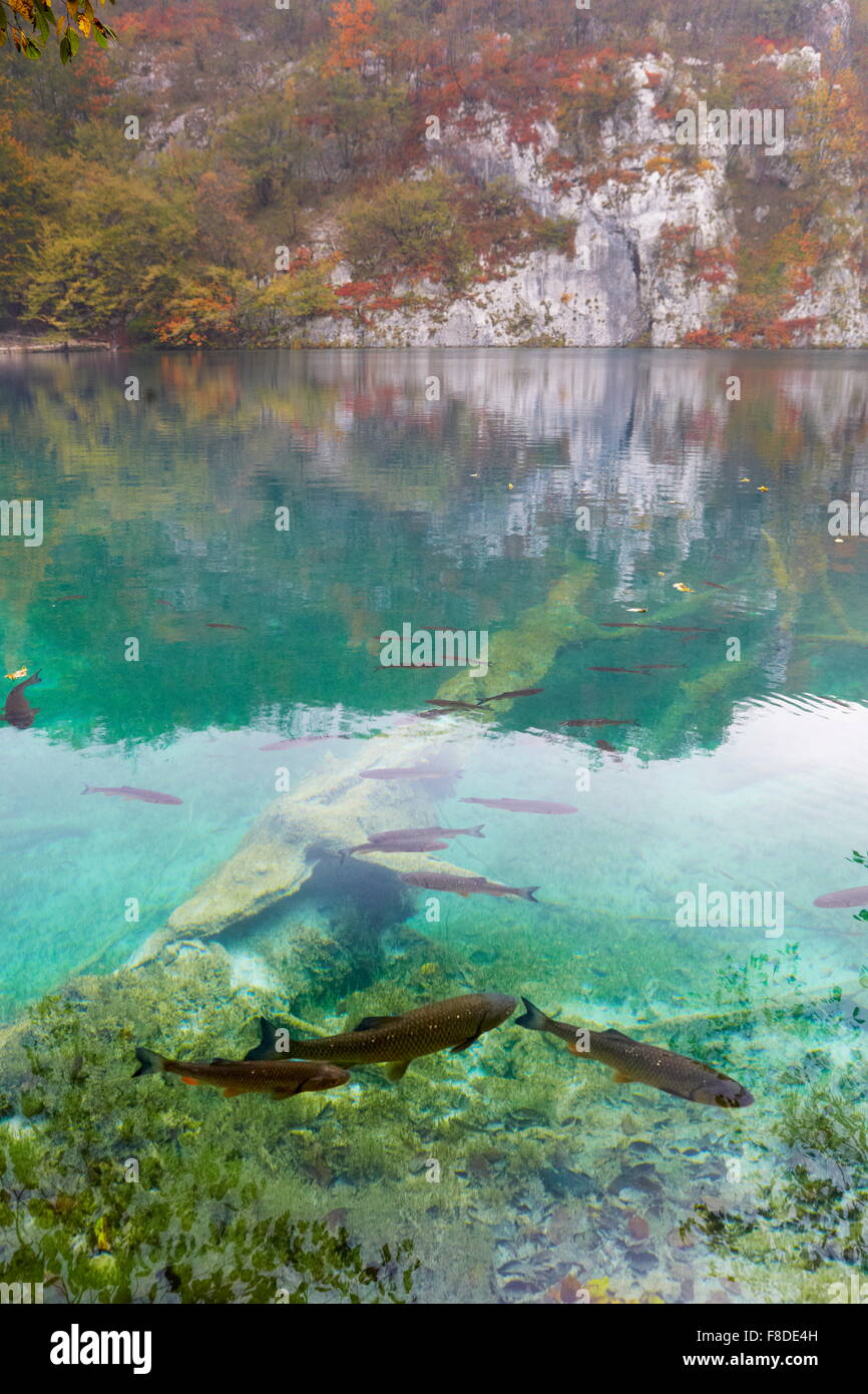 Fish swimming in the Plitvice Lakes, National Park, Croatia, Europe Stock Photo