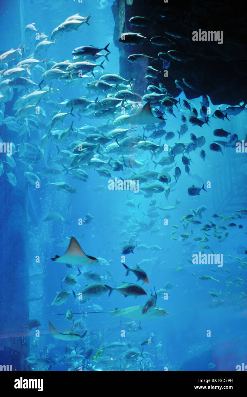 Download 57+ Background Ocean Aquarium Terbaik