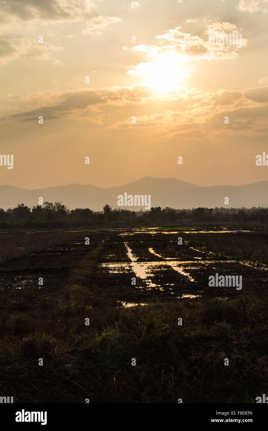 Sunrise Evening Rice Field Stock Photo - Alamy