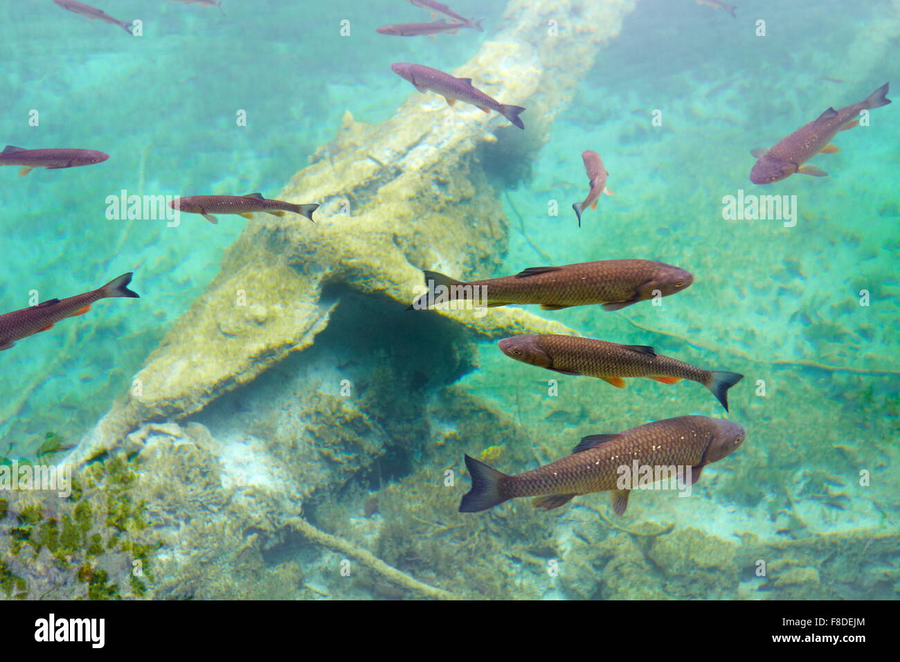 Fishes in Plitvice Lakes National Park, Plitvice, Croatia Stock Photo